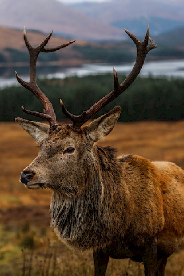 Scottish Deer