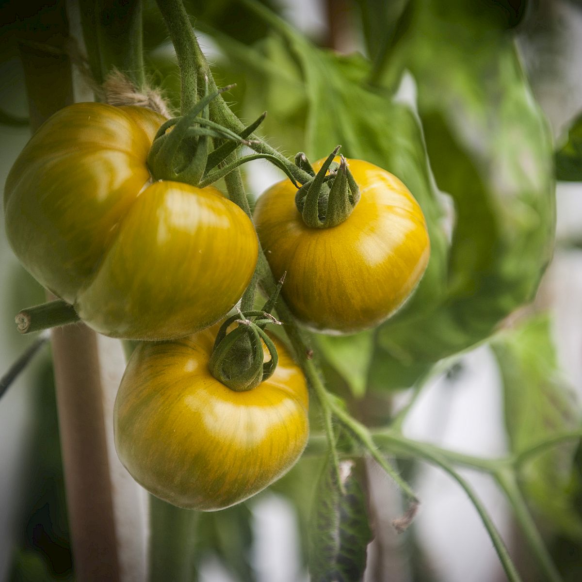 Fresh tomatoes on the vine from the secret garden