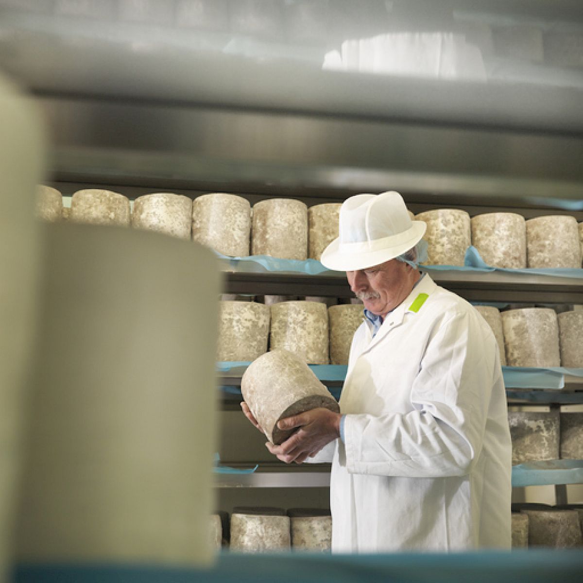 Cheese producer examining product in cheese factory